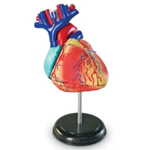 Heart Model