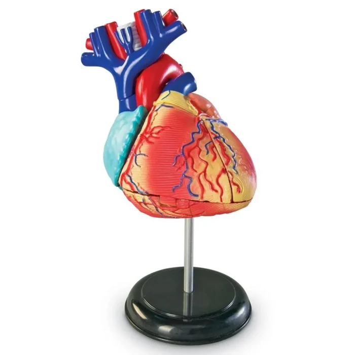 heart model
