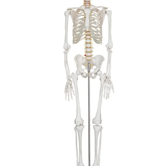 skeleton 180 skeleton 180