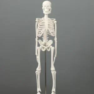 Human size skeleton 180cm