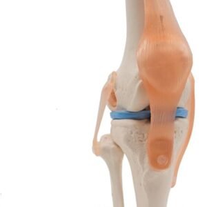 Knee model