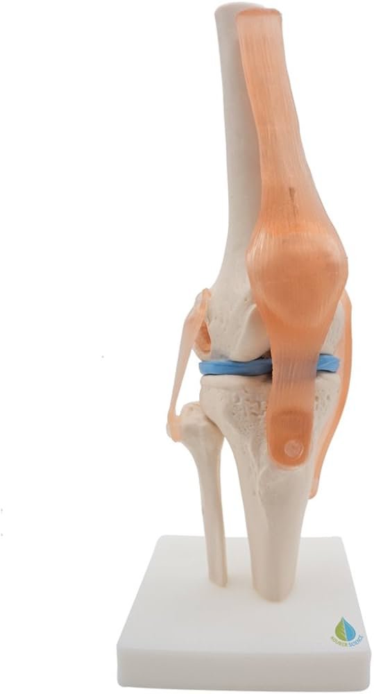 knee model knee model